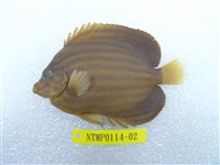 藏品(藍帶荷包魚)的圖片